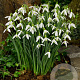 Galanthus elwesii GM P9