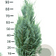 Chamaecyparis l. 'Columnaris' 80-100 cm met kluit