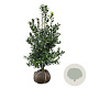 Ilex 'Nellie R. Stevens' 125-150 cm met kluit