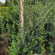 Ligustrum vulg. 'Atrovirens' 150-175 cm met kluit