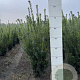 Taxus media 'Hicksii' 60-80 cm met kluit