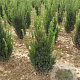 Taxus media 'Hillii' 50-60 cm met kluit