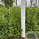Thuja occ. 'Brabant' 80-100 cm met kluit