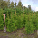 Thuja occ. 'Brabant' 125-150 cm met kluit