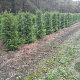 Thuja occ. 'Brabant' 125-150 cm met kluit