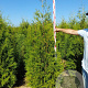 Thuja occ. 'Brabant' 200-225 cm met kluit