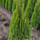 Thuja occ. 'Smaragd' 100-125 cm met kluit