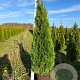Thuja occ. 'Smaragd' 140-160 cm met kluit