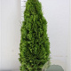 Thuja occ. 'Smaragd' 140-160 cm met kluit