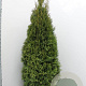 Thuja occ. 'Smaragd' 160-180 cm met kluit