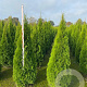 Thuja occ. 'Smaragd' 160-180 cm met kluit
