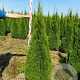 Thuja occ. 'Smaragd' 160-180 cm met kluit