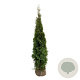Thuja occ. 'Smaragd' 200-225 cm met kluit