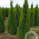 Thuja occ. 'Smaragd' 225-250 cm met kluit