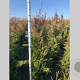Thuja pl. 'Atrovirens' 150-175 cm met kluit
