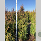 Thuja pl. 'Excelsa' 175-200 cm met kluit