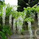 Wisteria sinensis 'Alba' 110-120 cm 7,5L piramide
