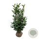 Prunus l. Elly 125-150 cm met kluit