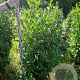 Prunus l. Elly 150-175 cm met kluit