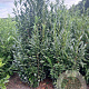 Prunus l. Elly 150-175 cm met kluit