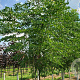 Amelanchier lamarckii 100-125 cm met kluit