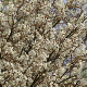 Amelanchier lamarckii 100-125 cm met kluit