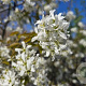 Amelanchier lamarckii 100-125 cm met kluit