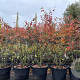 Amelanchier lamarckii 175-200 cm cont. 130L meerstammig