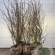 Amelanchier lamarckii 200-225 cm draadkluit
