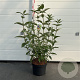Buddleja d. 'Empire Blue' 60-80 cm 10L
