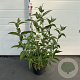Buddleja d. 'Empire Blue' 60-80 cm 10L