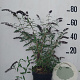 Buddleja d. 'Royal Red' 60-80 cm 10L