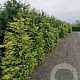 Chamaecyparis l. 'Ivonne' 225-250 cm met kluit