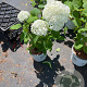 Hydrangea a. Strong Annabelle 40-50 cm 5,0L