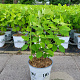 Hydrangea a. Strong Annabelle 40-50 cm 5,0L