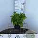 Hydrangea m. 'Renate Steiniger' 25-30 cm 2,0L