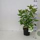 Hydrangea pan. 'Limelight' 30-40 cm 2,0L