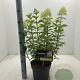 Hydrangea pan. 'Limelight' 40-60 cm 5,0L