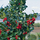 Ilex meserv. 'Hach 1' 100-125 cm met kluit