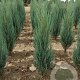 Juniperus s. 'Blue Arrow' 60-80 cm met kluit
