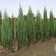 Juniperus s. 'Blue Arrow' 100-125 cm met kluit