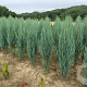 Juniperus s. 'Blue Arrow' 140-160 cm met kluit