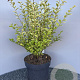 Ligustrum oval. 'Aureum' 60-80 cm 10L