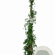 Lonicera henryi 175-200 cm 7,5L Gestokt