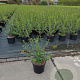 Osmanthus burkwoodii 50-60 cm 5,0L