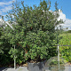 Osmanthus burkwoodii 175-200 cm container meerstammig