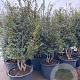 Osmanthus burkwoodii 175-200 cm container meerstammig