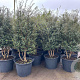 Osmanthus burkwoodii 175-200 cm container meerstammig