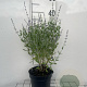 Perovskia atripl. 'Little Spire' GM 2,0L