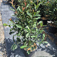Photinia fraseri 'Red Robin' 50-60 cm 5,0L